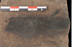 Foto (Detailansicht) von Phragmites oeningensis Braun (NHMW-GEO-2024-0188-0354)
